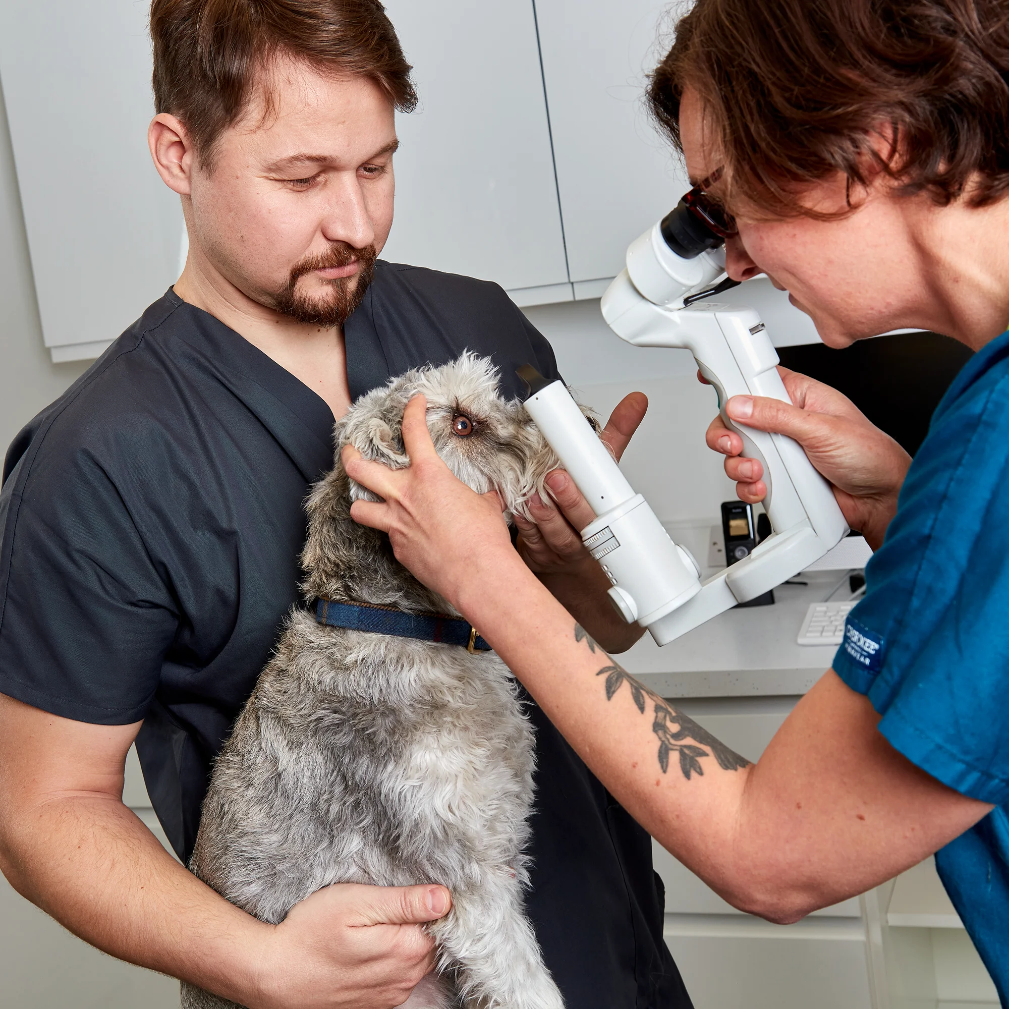 Veterinarian examines a gray dog’s eye with a handheld slit lamp while a man holds the dog in a clinic.