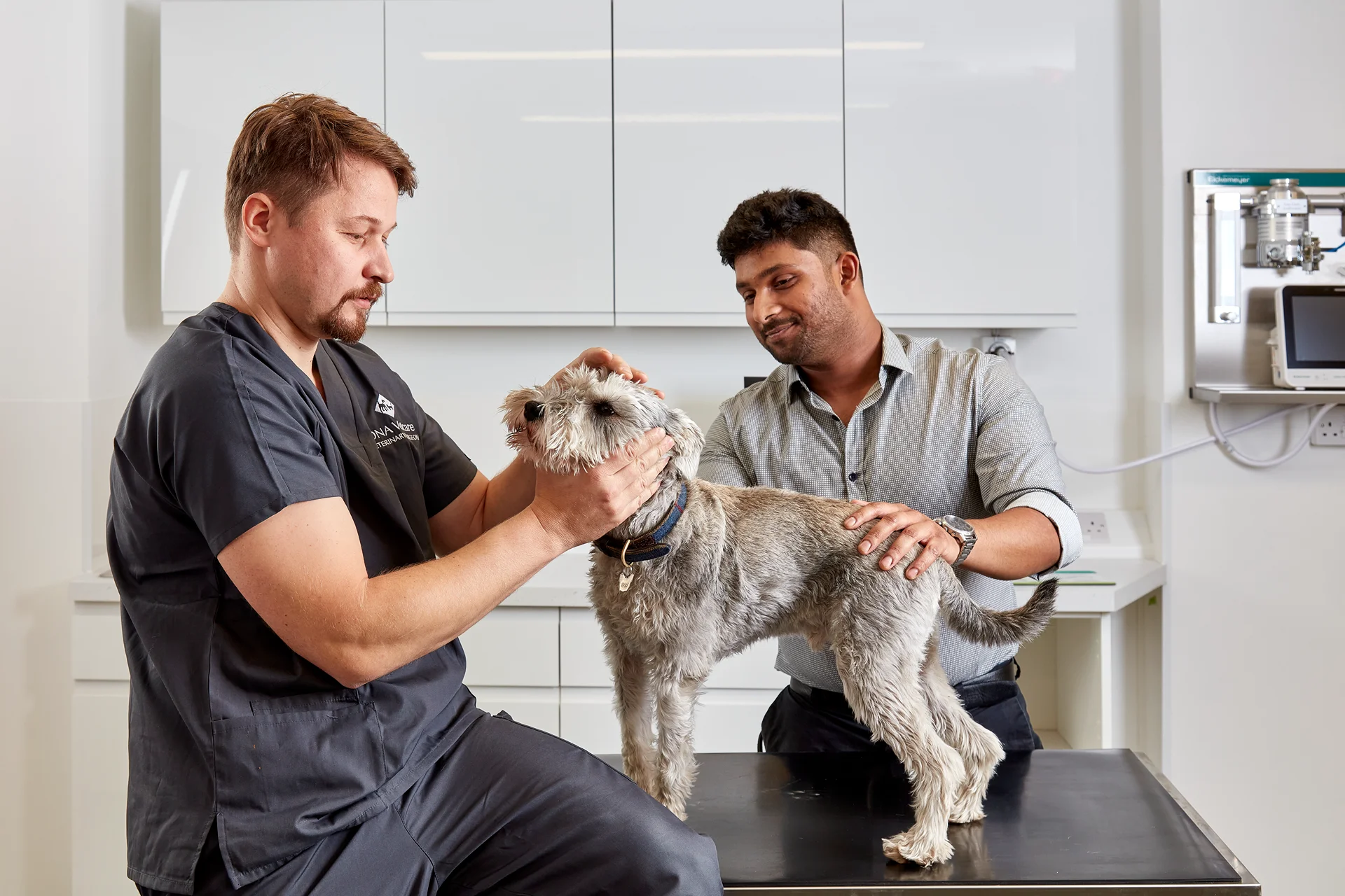 Veterinarian examining a gray dog on an exam table while its owner gently holds the dog.