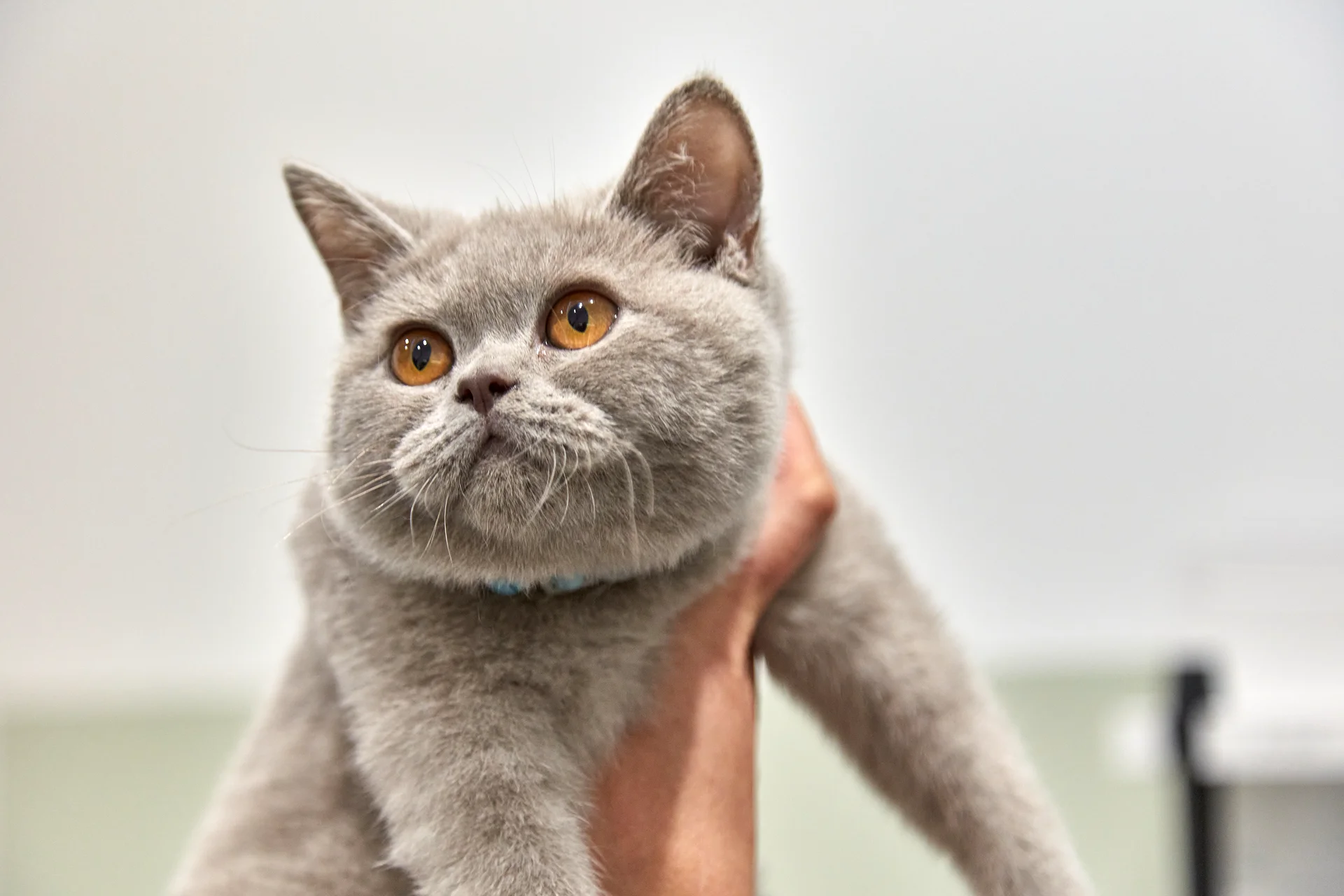 Close-up of a gray British Shorthair cat with amber eyes being held up by a hand.