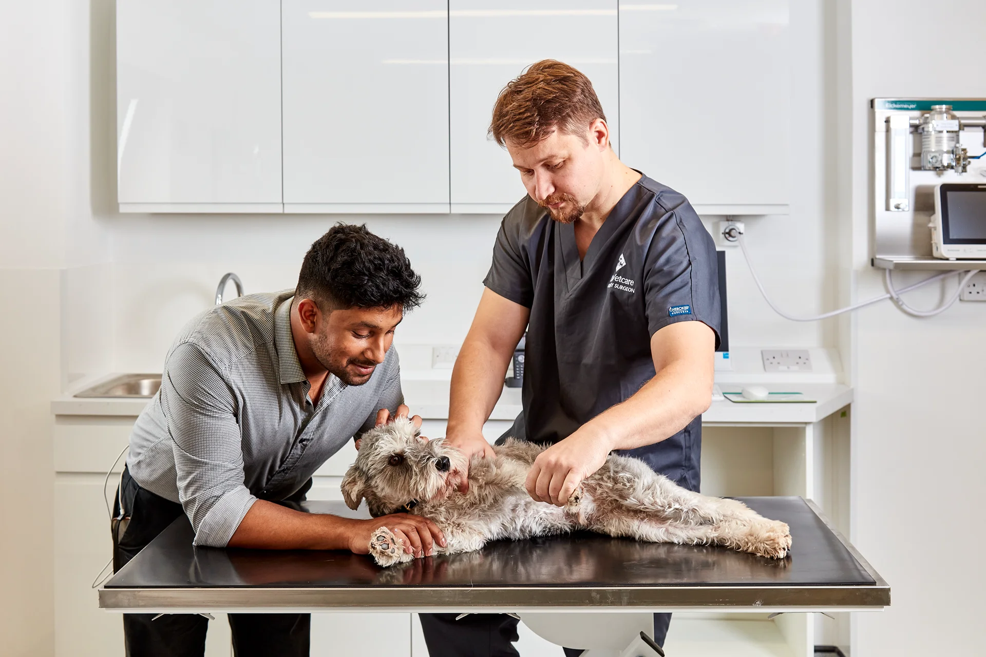 Veterinarian in scrubs examining a small gray dog on a stainless steel table while the owner gently holds the dog in a clinical setting.