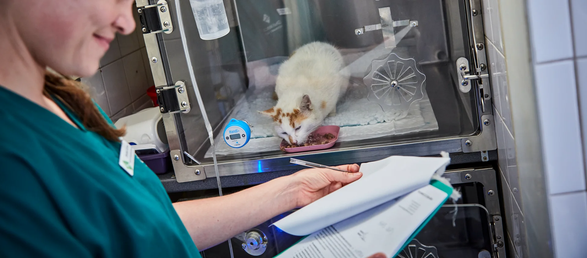Veterinarian in green scrubs holding a clipboard while a white and orange cat eats food inside a transparent enclosure.