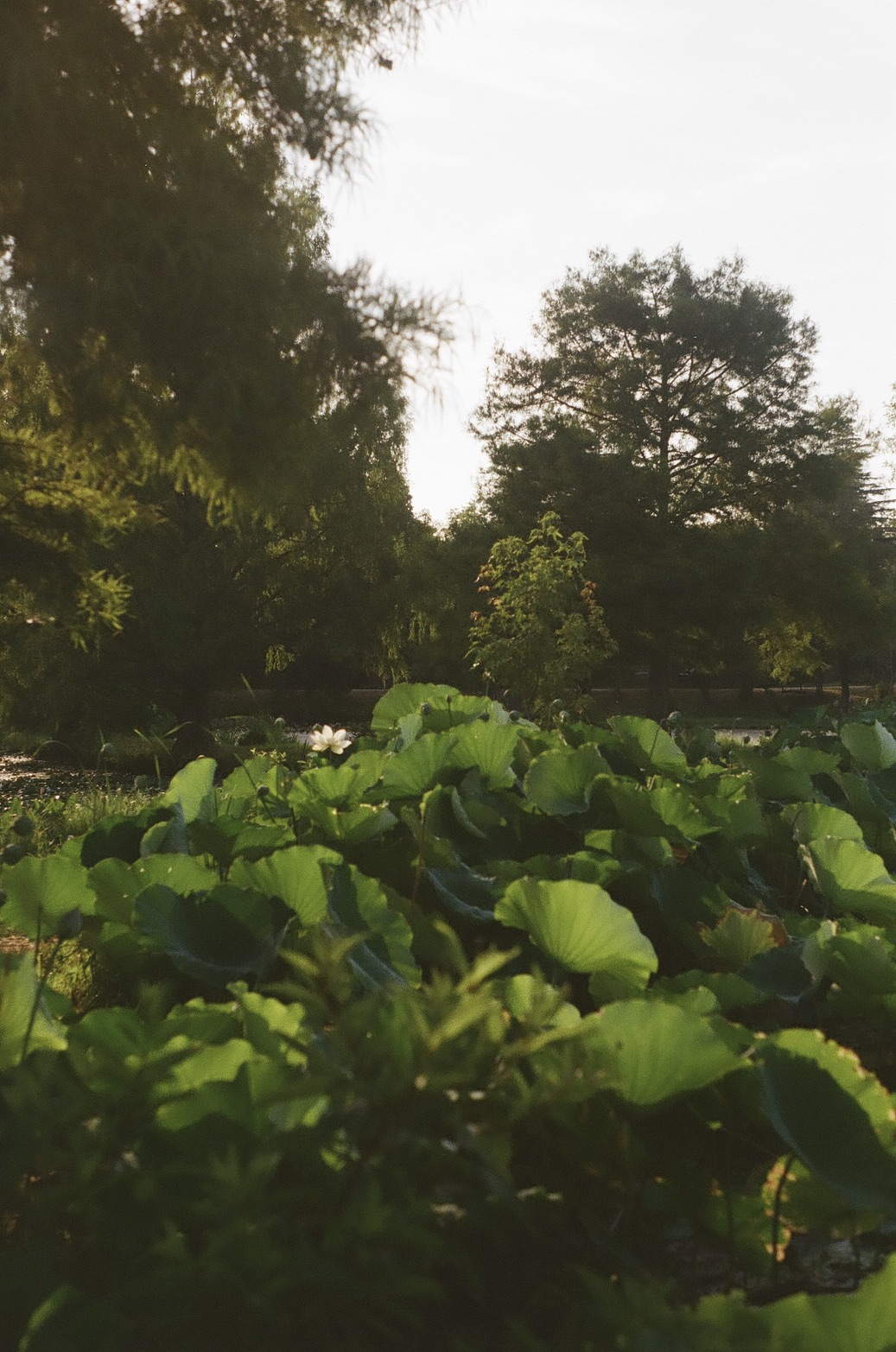 A digital photography of the national arboretum's dinner-plate-sized lily pads in the summer morning light. the lily pads are backlight by the morning light so that they look like a flashlight is being pointed behind them. Taken in July 2024.