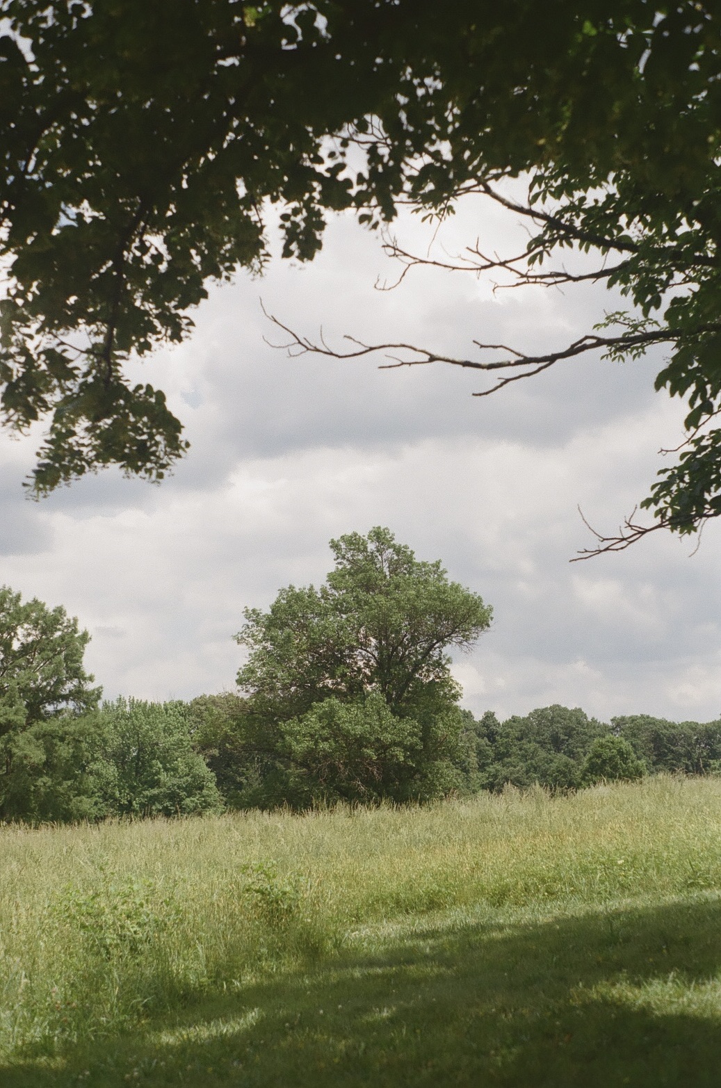35mm film photograph of an open field surrounded by trees in the distance (the National Arboretum, Summer 2024)