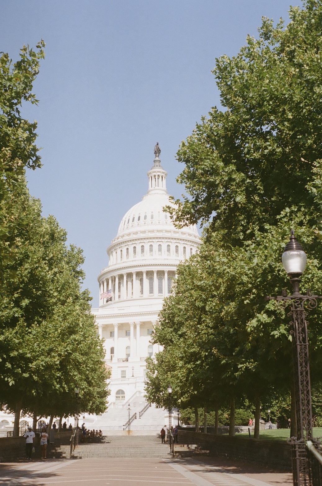 A film photograph of the capital dome against a light blue sky, with lines of two lush green trees on either side of the dome (partially obstructing the view).