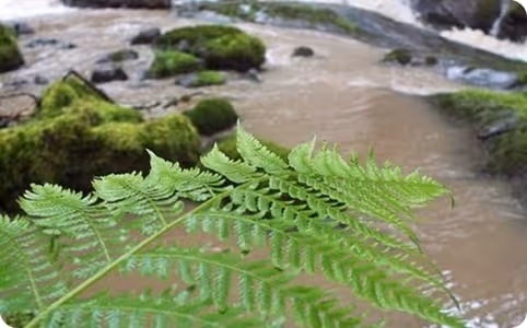 A close up of a plant near a river.
