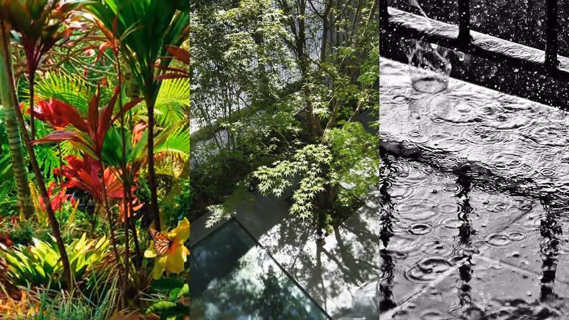 Concept imagery for Hyatt Centric City Centre Kuala Lumpur: tropical foliage, leaf shadow and rain