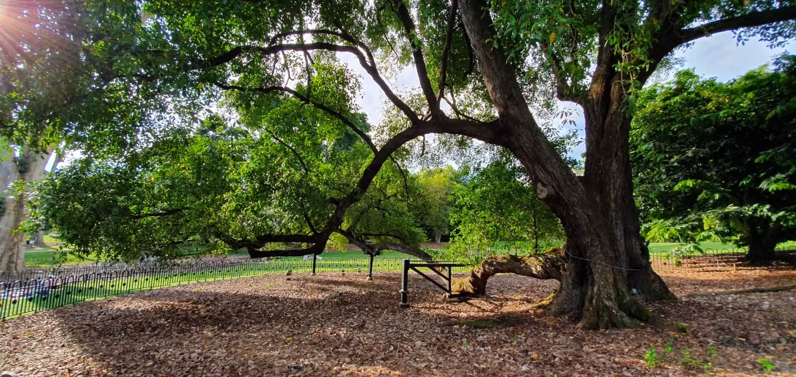 Tembusu tree in the Singapore Botanic Gardens with its long, low horizontal branch stretching across the ground