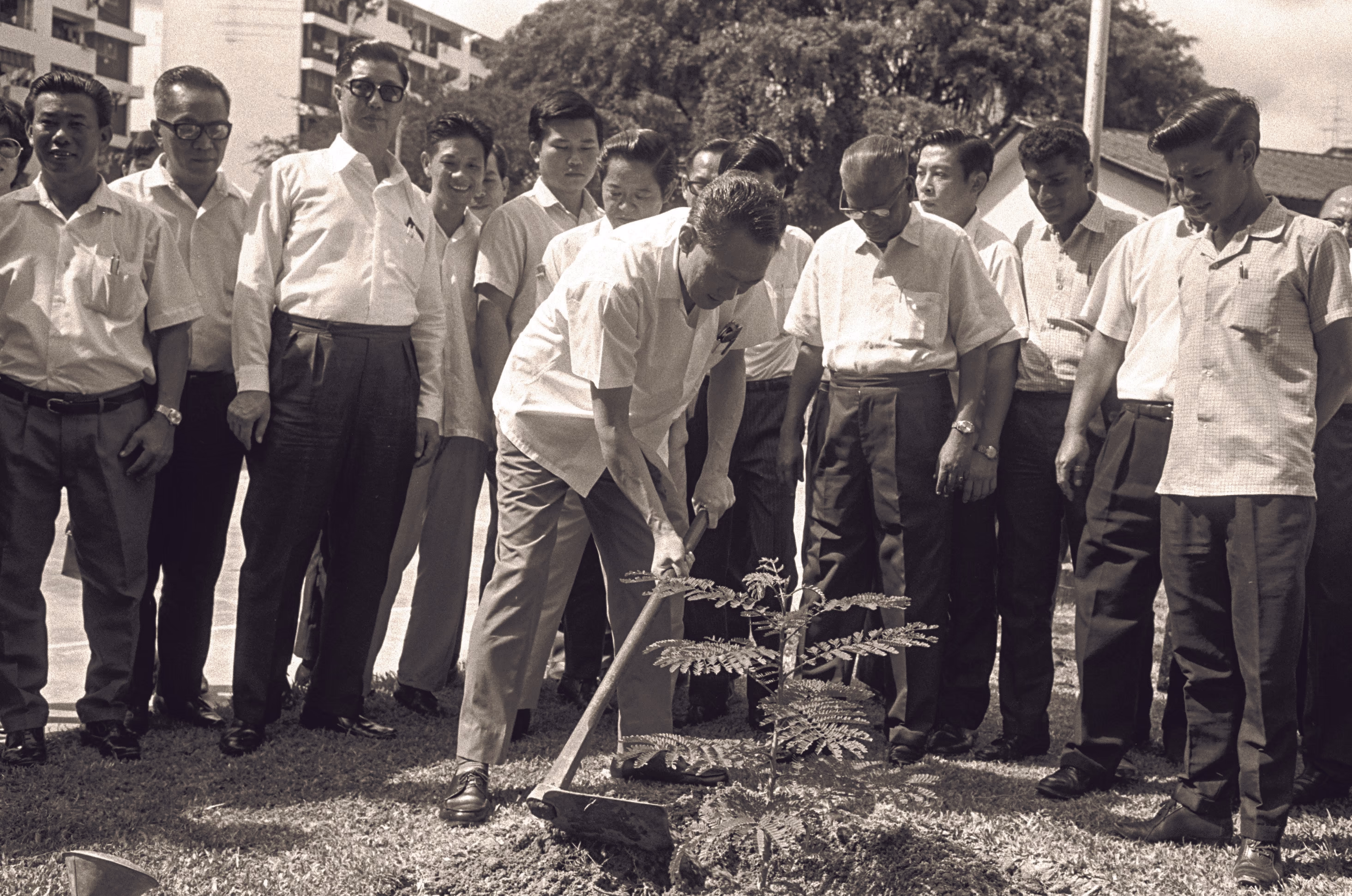 Former Prime Minister Lee Kuan Yew planting a Yellow Flame tree on Tree Planting Day in 1971
