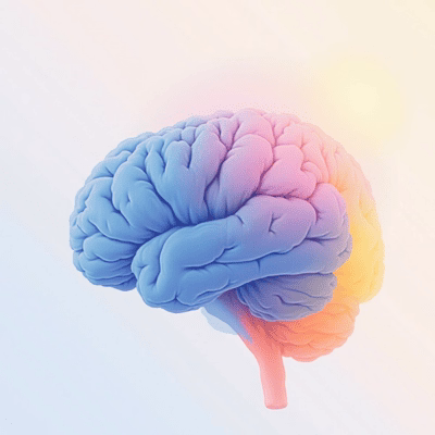 Amygdale, cerveau et anxiété
