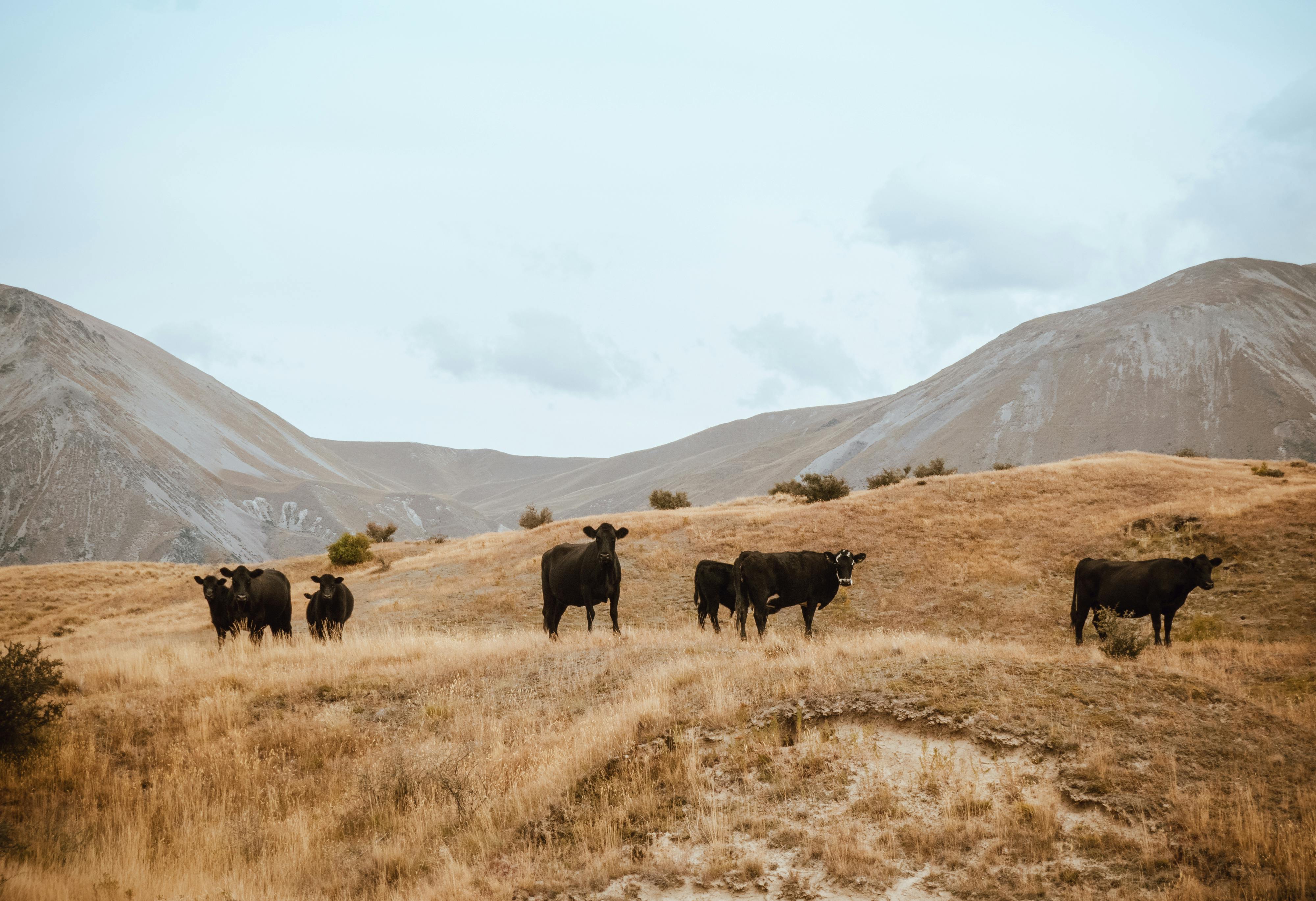 Can Cattle Tools Really Increase Productivity?