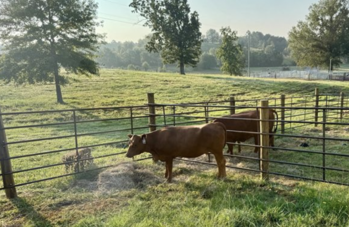 7 Benefits of Using DNA Analysis in Livestock Management