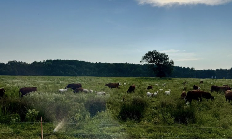 Simplifying Livestock Management with Advanced Cattle Tools