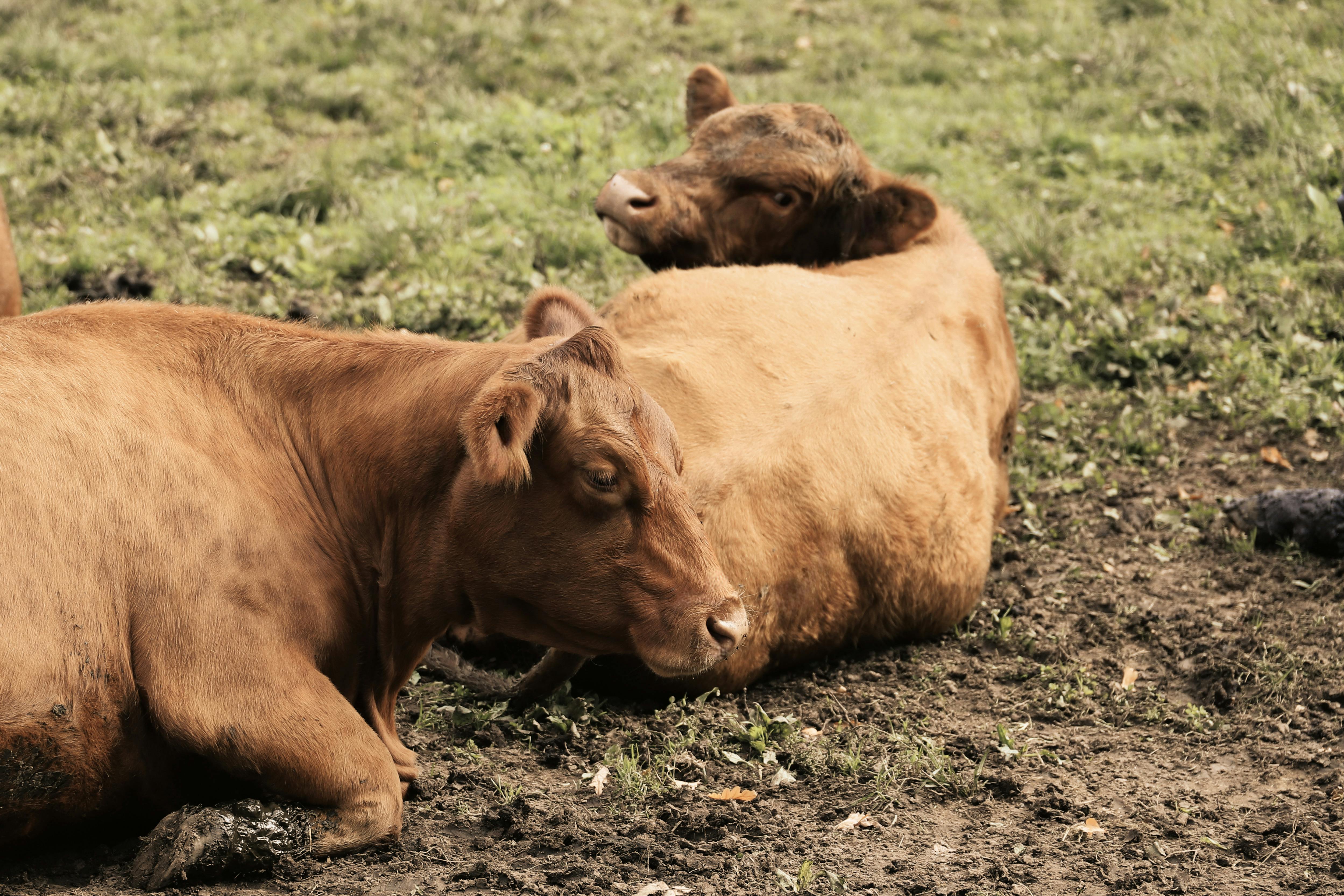 AgBoost Partners with Mediralis to Bring Precision Livestock Genomics to Australia