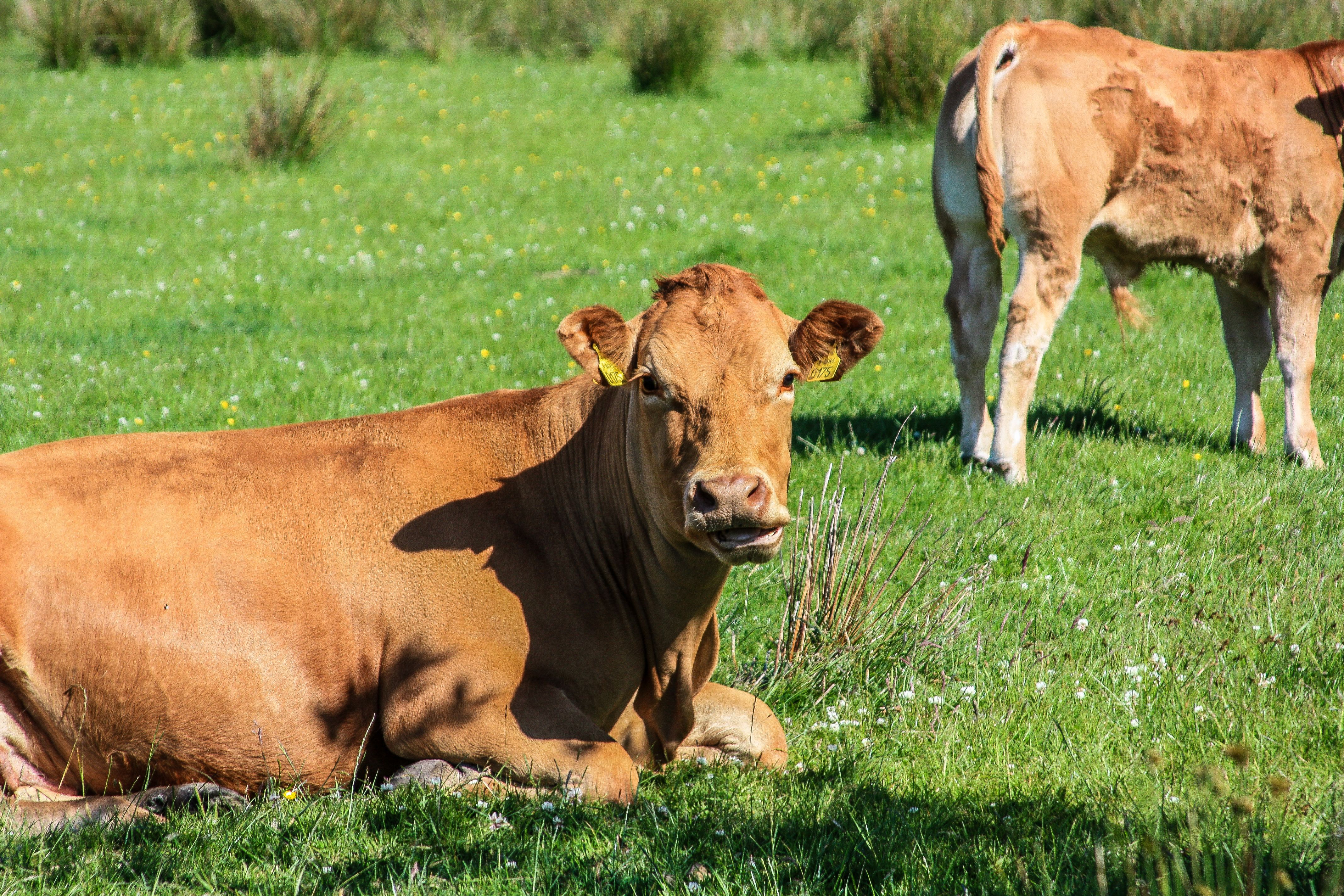 Why Better Livestock Decisions Start With Better Data