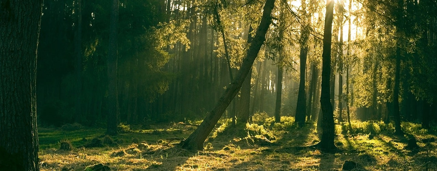 A calm forest scene to depict hope and clarity around the healing process of using Ketmedic. 