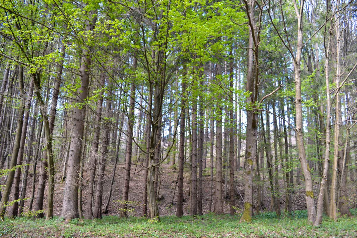 údolí Černého potoka 