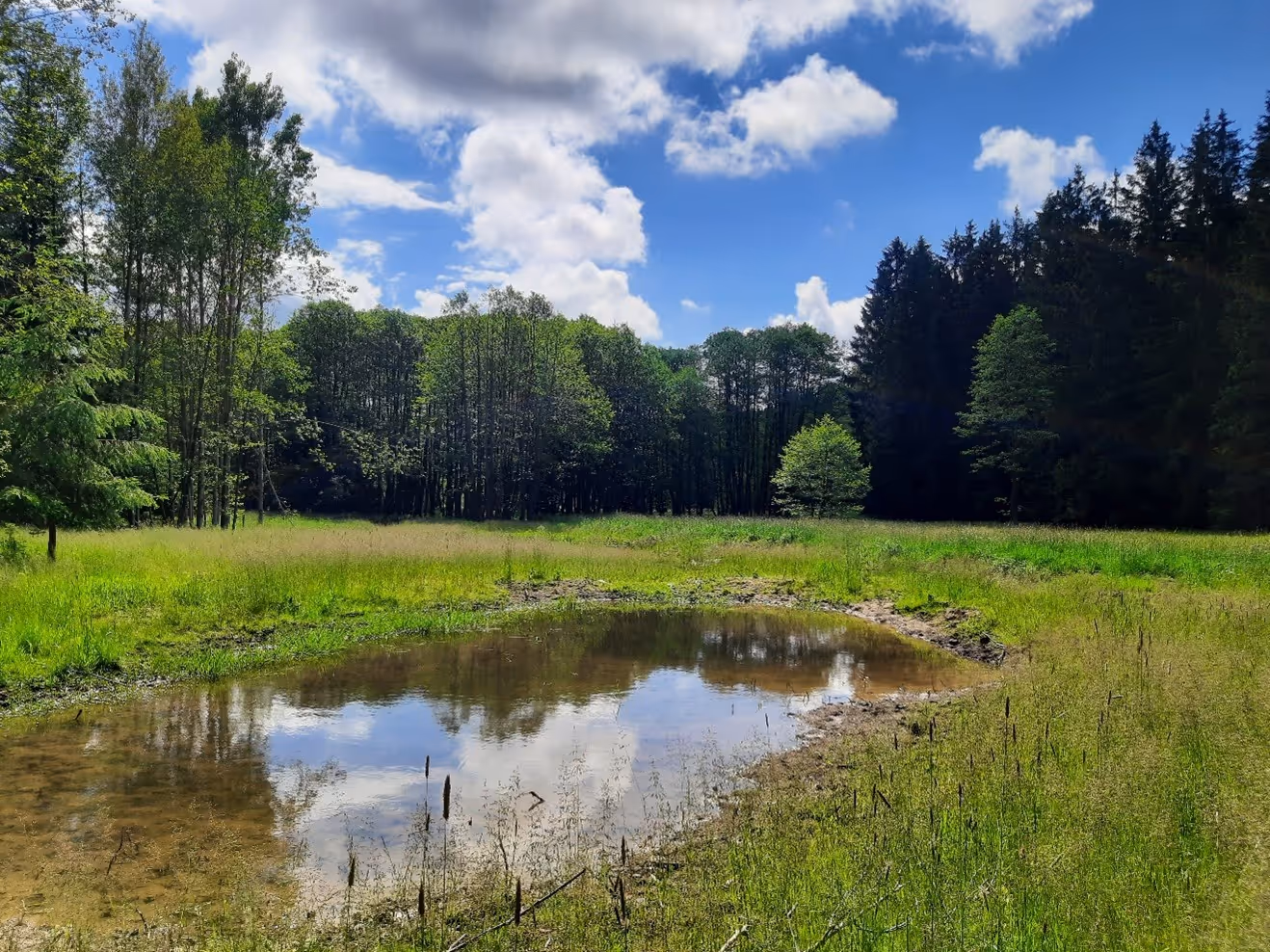 mokřadní biotop se soustavou tůní
