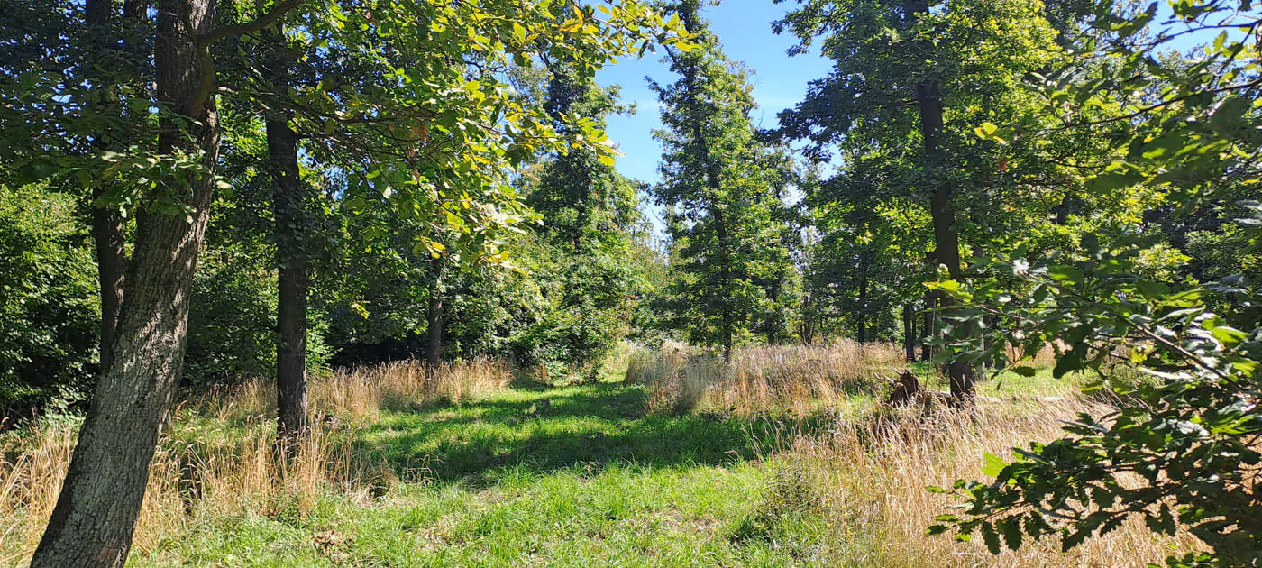 Původní lesní porost byl z části odstraněn a prosvětlen tak, aby byly vytvořeny vhodné podmínky pro populaci jasoně dymnivkového (Parnassius mnemosyne).