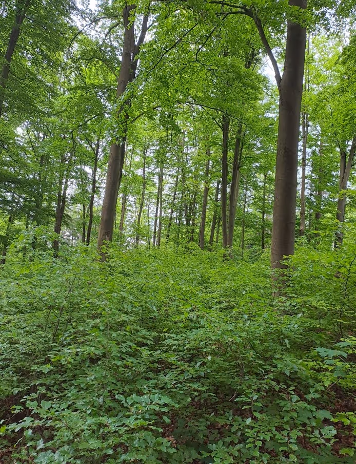 věkově a druhově diferencované jedlobukové porosty