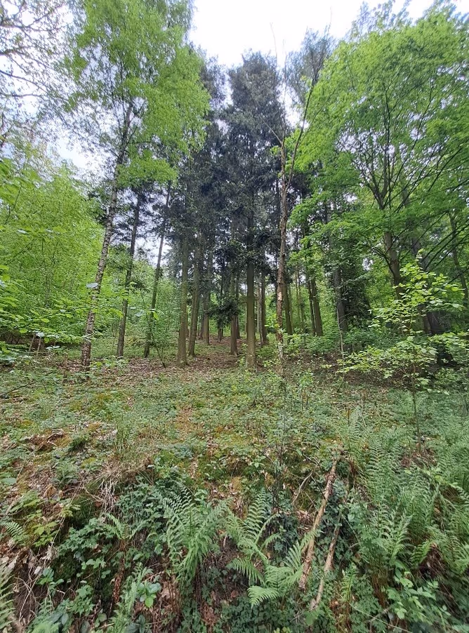 věkově a druhově diferencované jedlobukové porosty