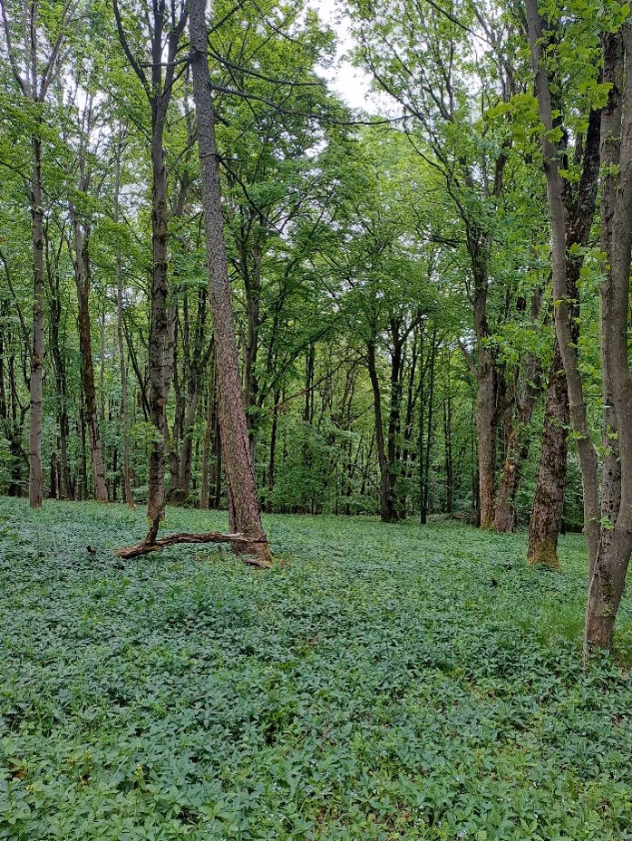 přestárlé bukové porosty, biotopy vzácných rostlin a živočichů