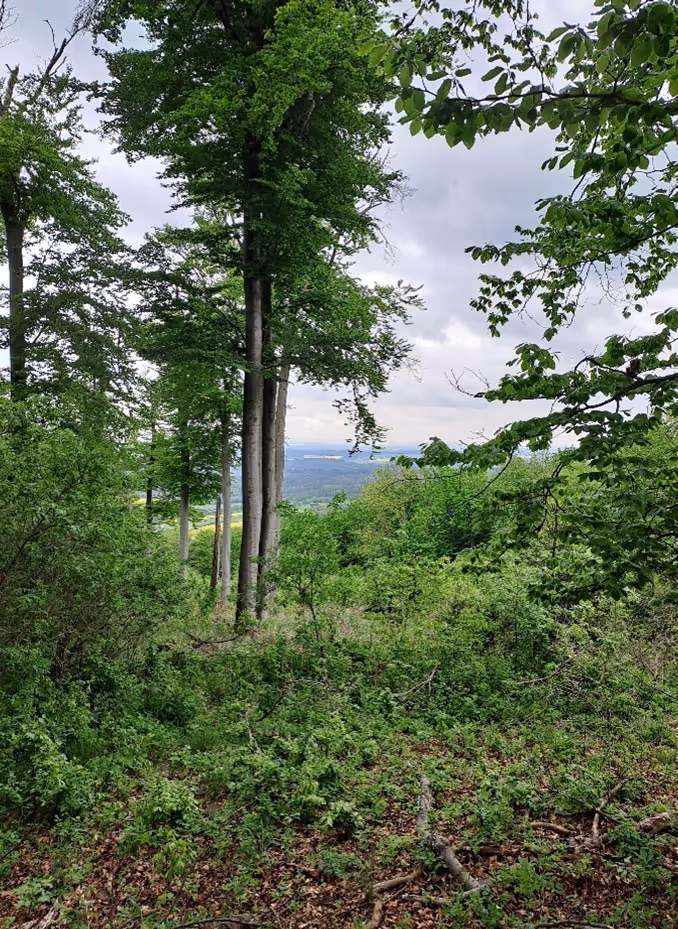 přestárlé bukové porosty, biotopy vzácných rostlin a živočichů