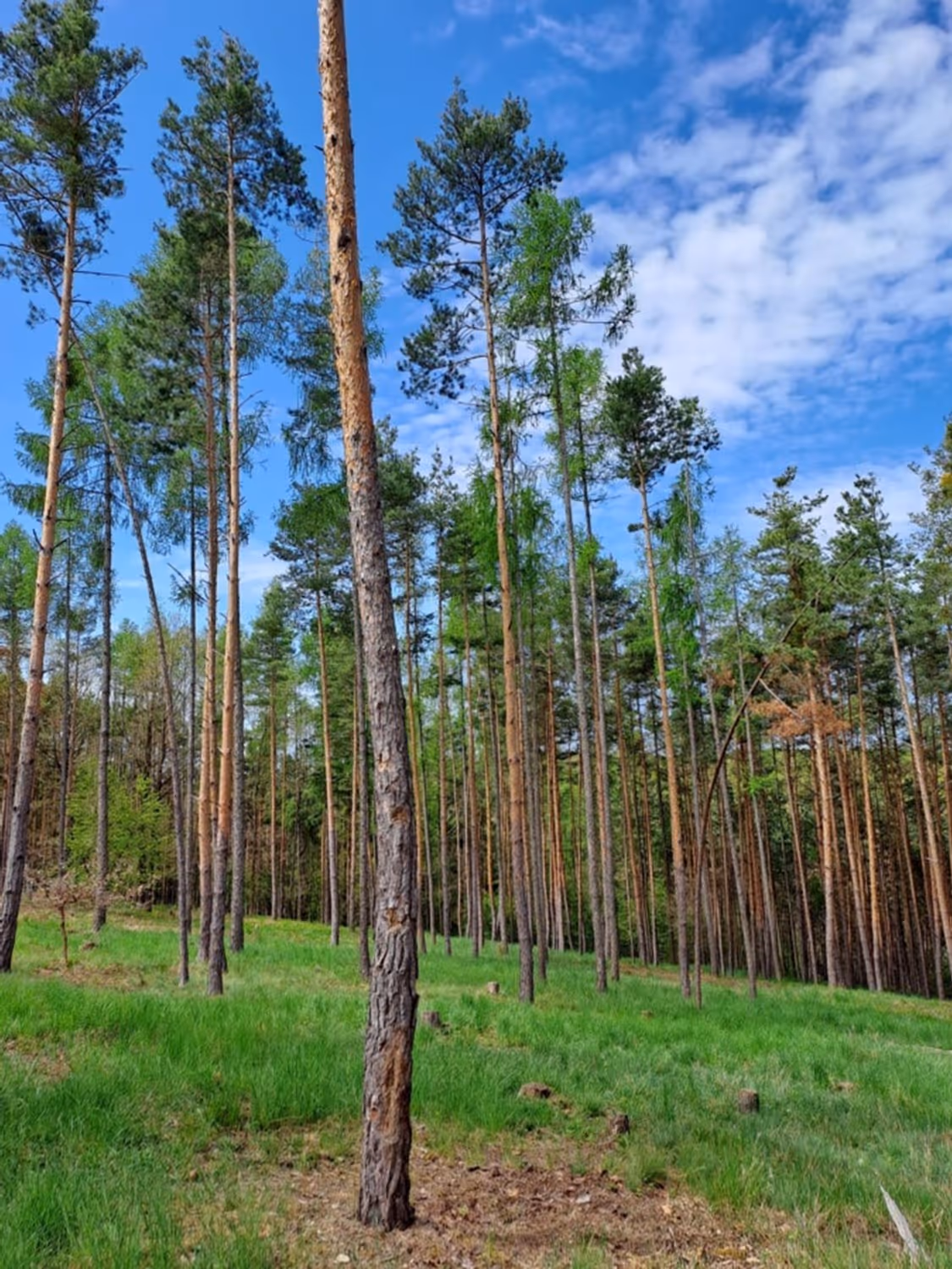 lesní porost je vyřezáván tak, aby vznikly vhodné podmínky pro rostlinné druhy z těsně sousedících enkláv PR