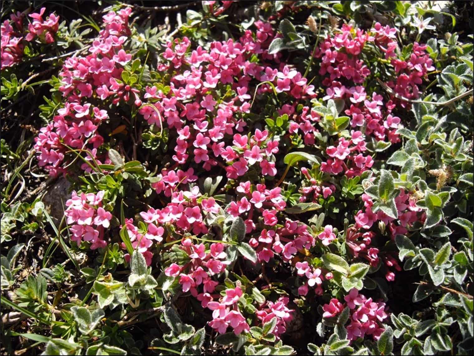 lýkovec vonný v květu (foto poskytla AOPK, regionální pracoviště Vysočina)