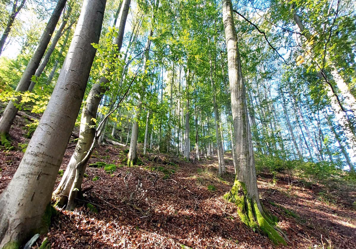 Acidofilní bučiny – L5.4, Květnaté bučiny – L5.1