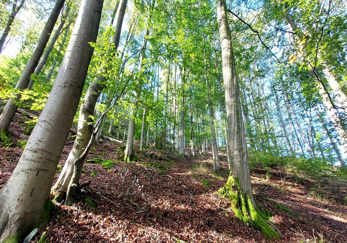 Acidofilní bučiny – L5.4, Květnaté bučiny – L5.1