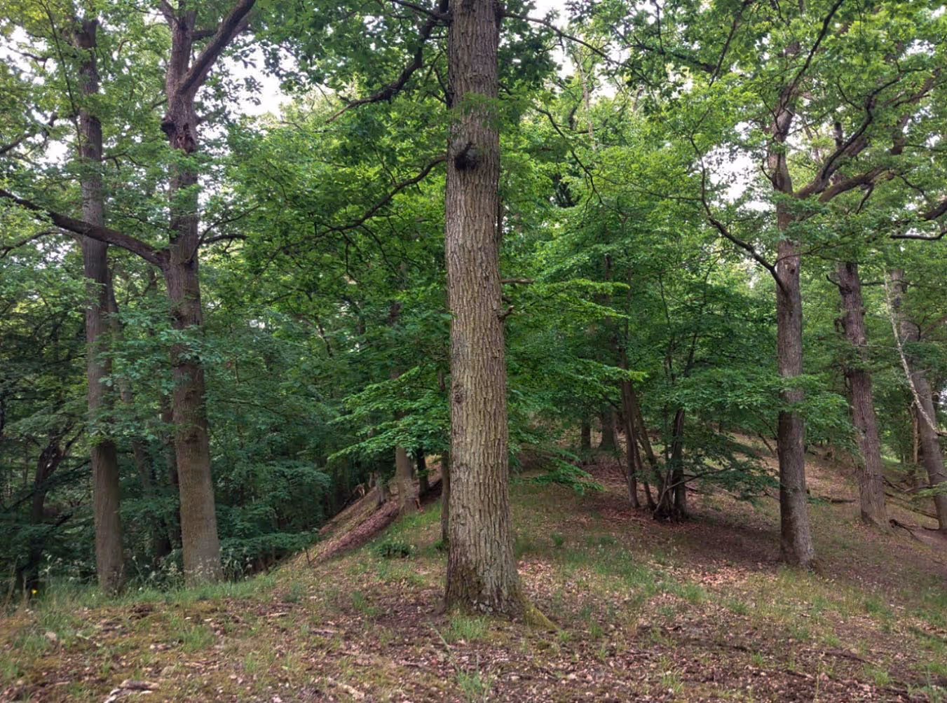 společenstvo starého listnatého lesa na prudkých kamenitých svazích