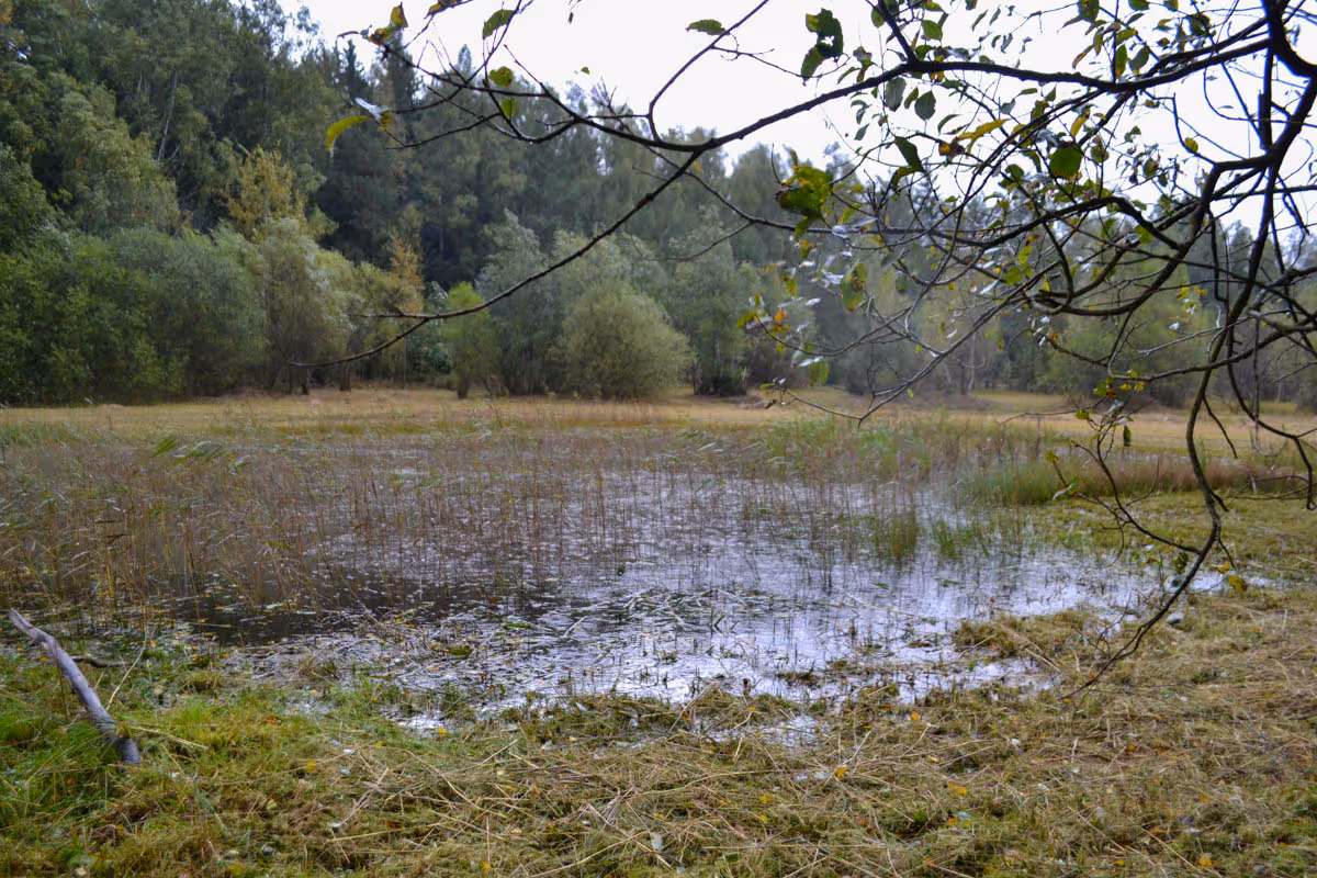 biotop rákosin eutrofních stojatých vod