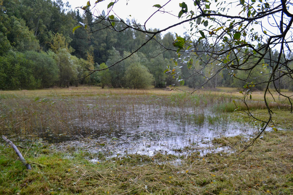 biotop rákosin eutrofních stojatých vod
