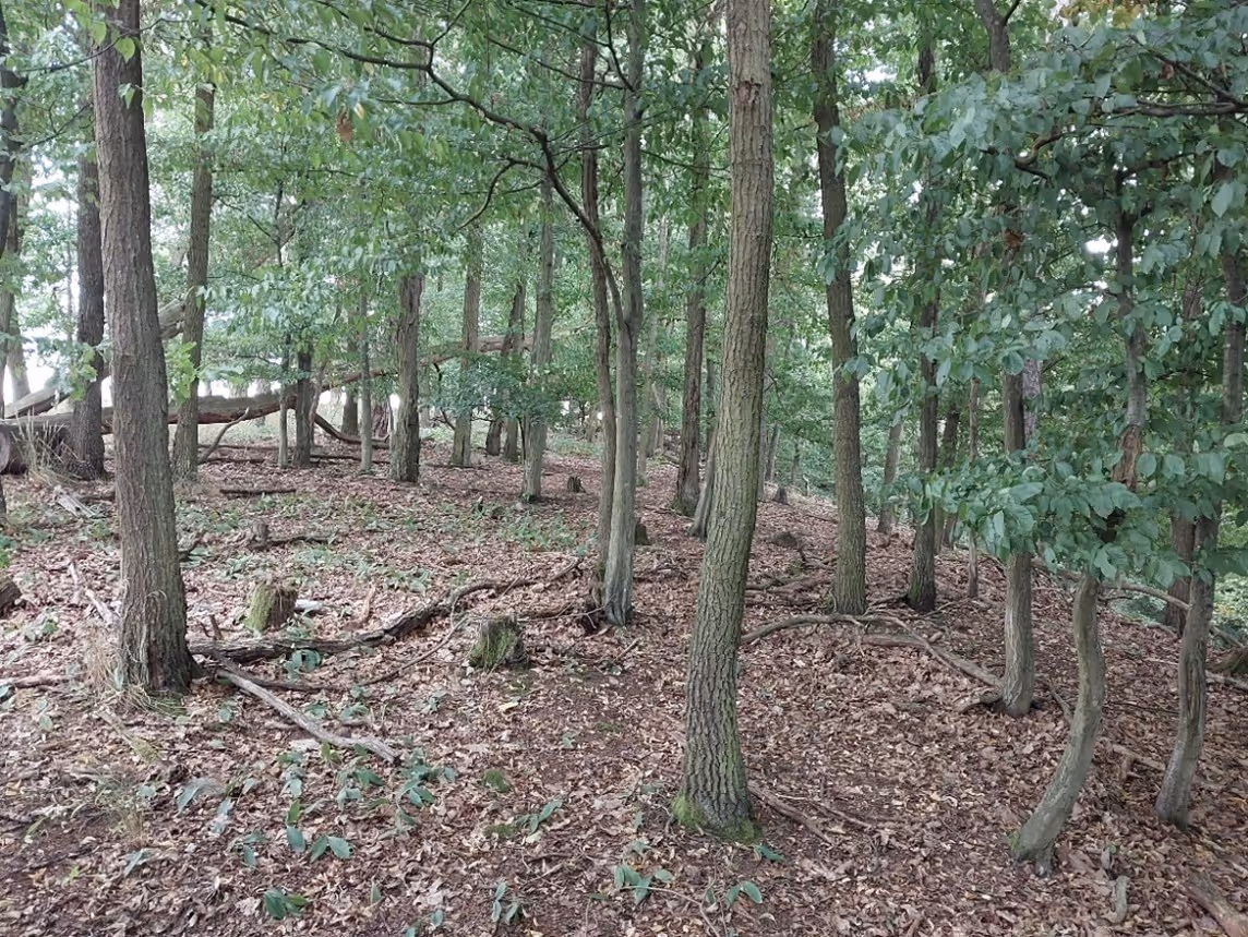 přírodě blízká lesní společenstva hercynských mezických dubohabřin