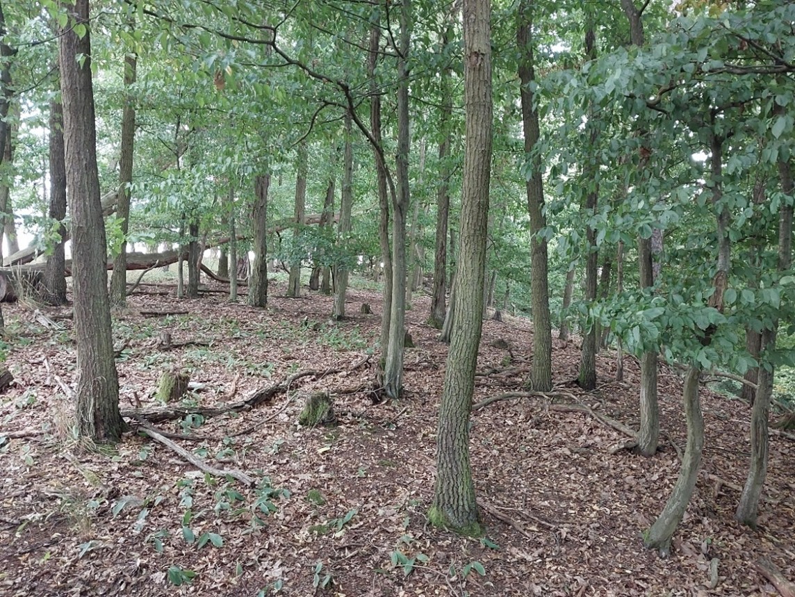 přírodě blízká lesní společenstva hercynských mezických dubohabřin
