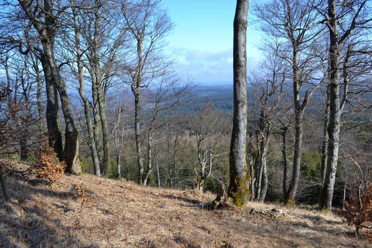 acidofilní bučiny rostoucí na mírnějších svazích vrcholu Jelení hory