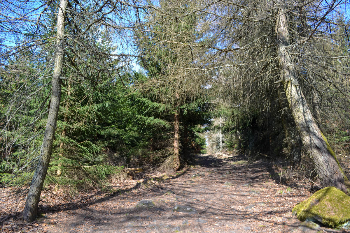 porost smrku ztepilého a modřínu opadavého na vrcholovém platu Jelení hory (biotop silně ovlivněný člověkem – zalesněná paseka)