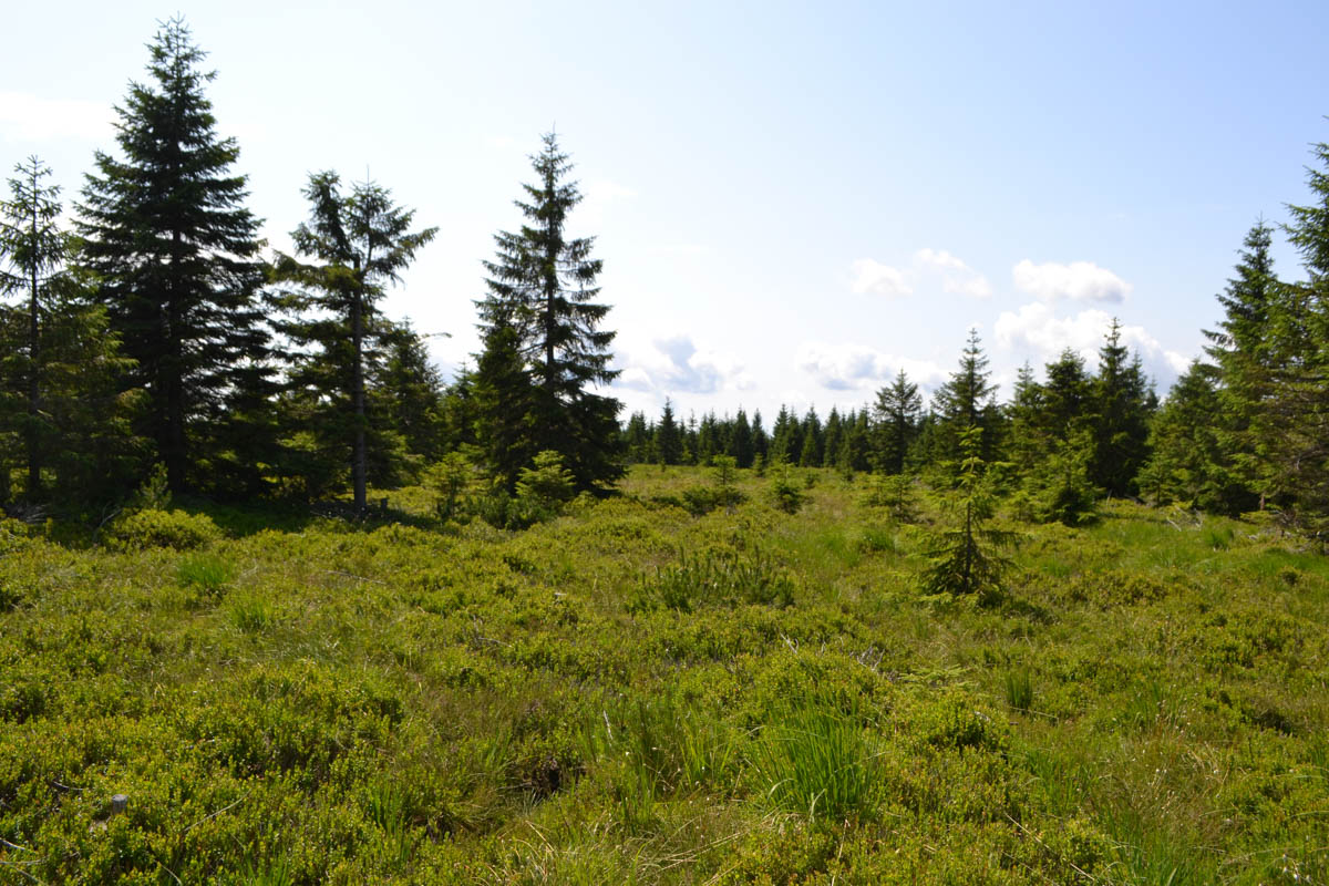 přirozená stanoviště výskytu tetřívka obecného