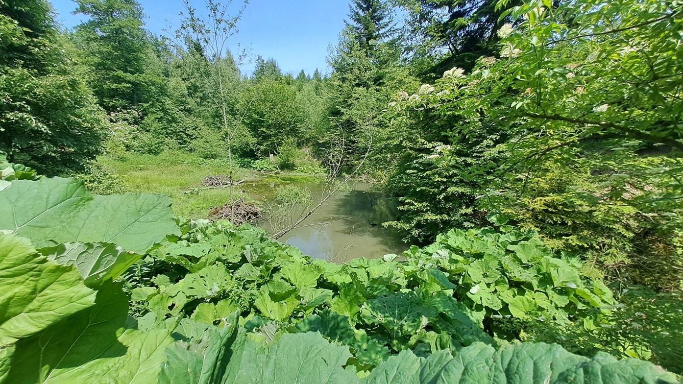 biotop vodní tůně s výskytem skokana štíhlého