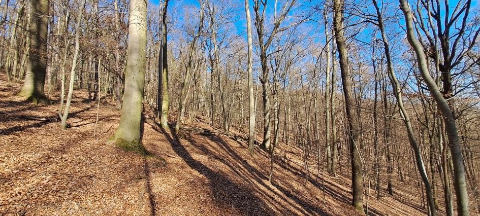 lesní porost v lokalitě Šotnery