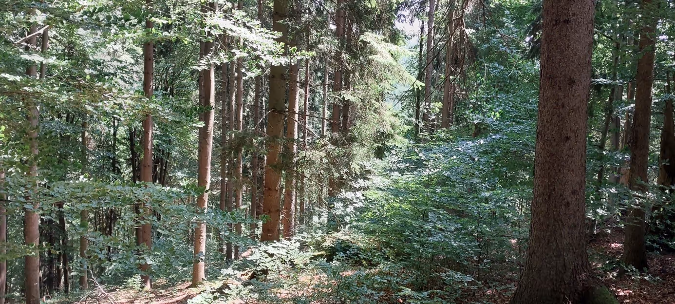 přirozený porost buku na suti, nacházející se v příkrém svahu v údolí Zlatého potoka
