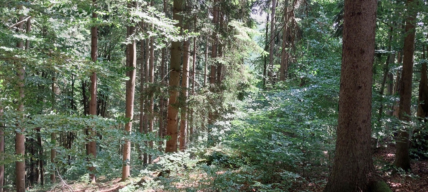 přirozený porost buku na suti, nacházející se v příkrém svahu v údolí Zlatého potoka