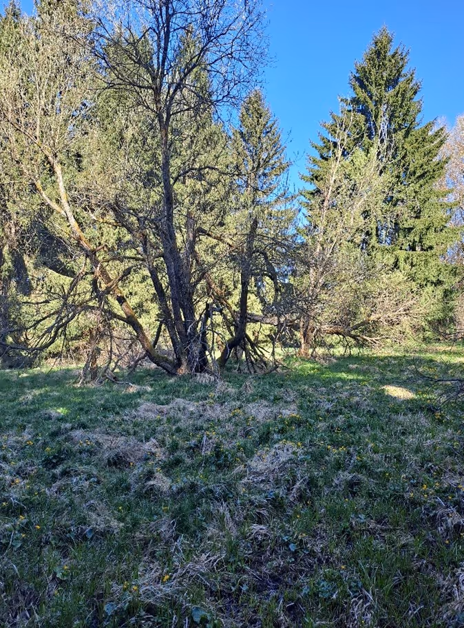 mozaika mokřadních a rašelinných luk, suchých smilkových trávníků, mokřadních vrb a podmáčených smrčin