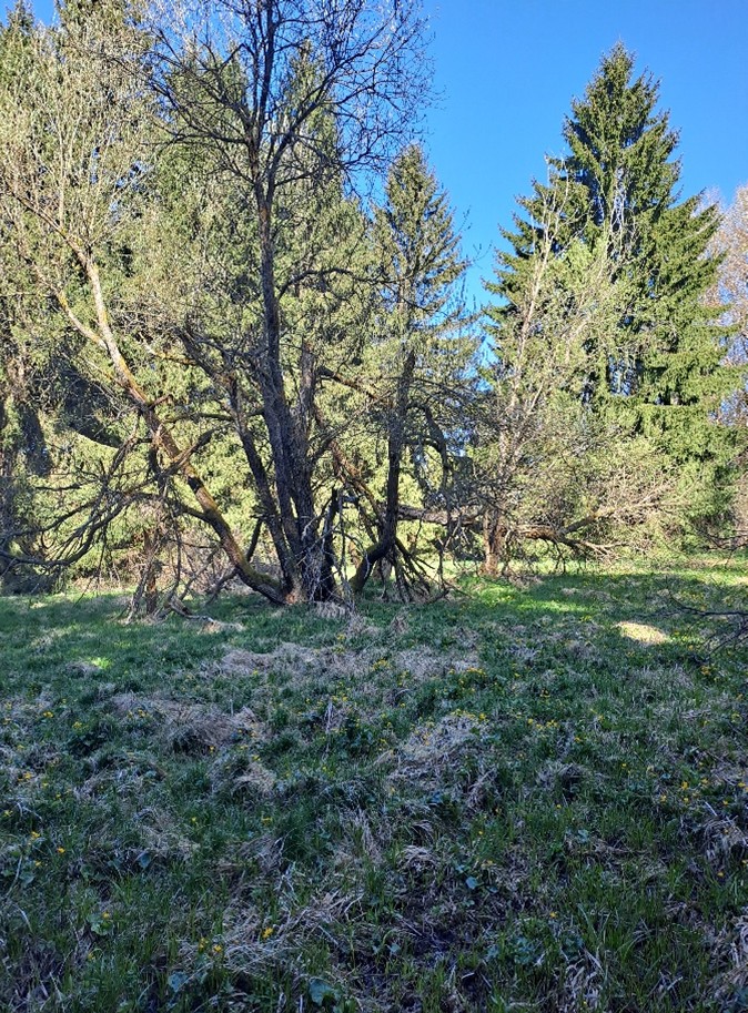 mozaika mokřadních a rašelinných luk, suchých smilkových trávníků, mokřadních vrb a podmáčených smrčin