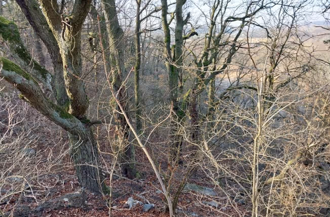 věkově a prostorově diferencované smíšené lesy na strmých svazích