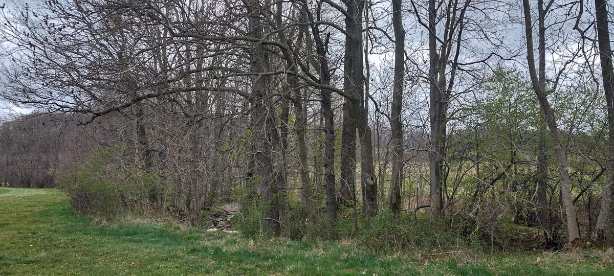 přírodě blízký charakter světlých jasanovo-olšových porostů