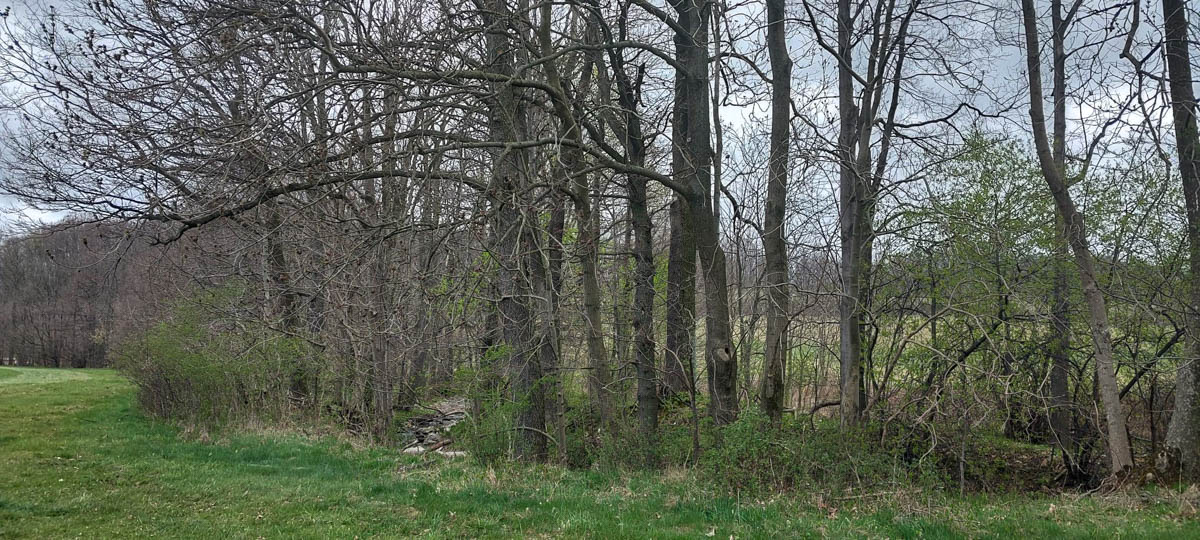 přírodě blízký charakter světlých jasanovo-olšových porostů