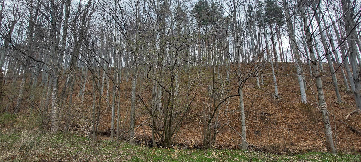 přírodě blízký charakter světlých jasanovo-olšových porostů