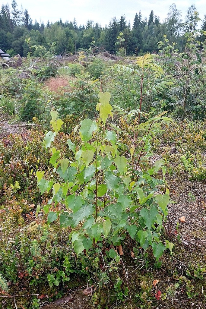 sukceskní mladý porost na ploše po větrné kalamitě