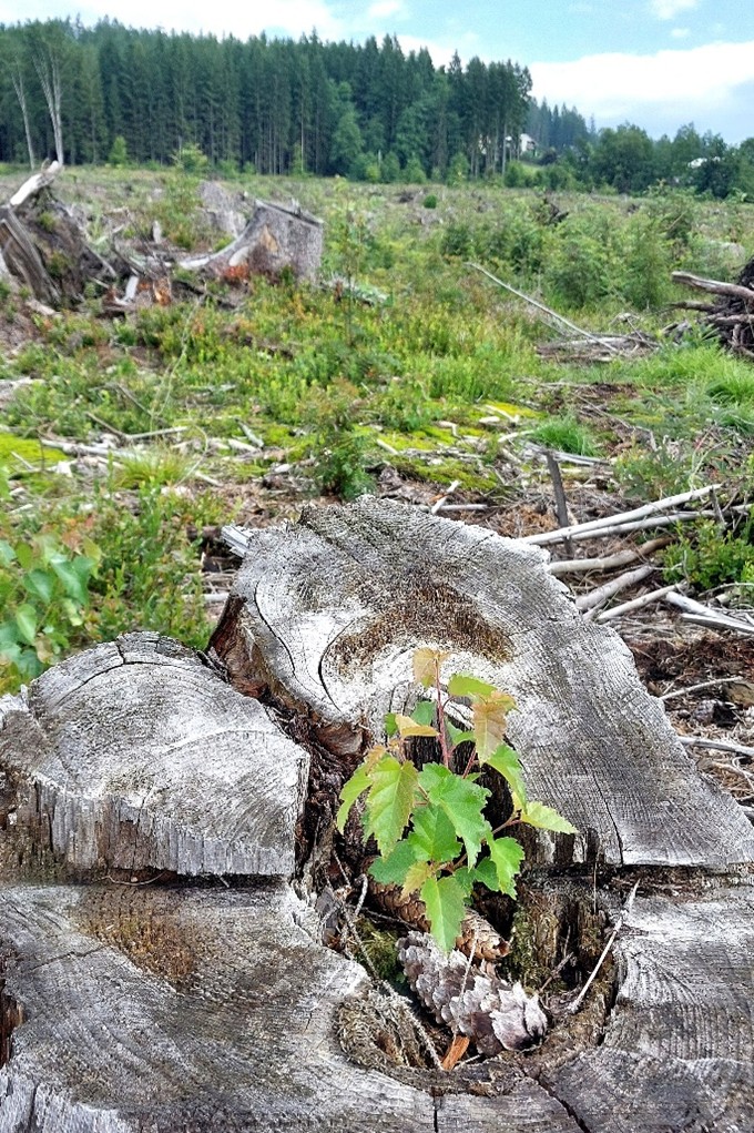 sukceskní mladý porost na ploše po větrné kalamitě